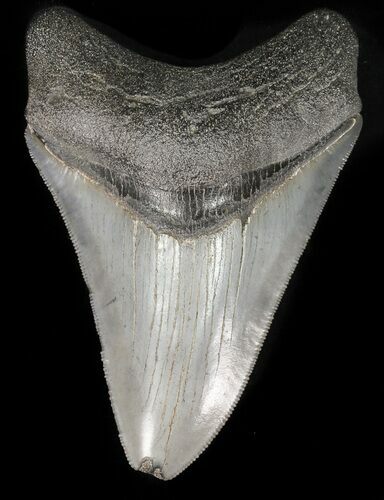 Serrated, Fossil Megalodon Tooth - Georgia #47210